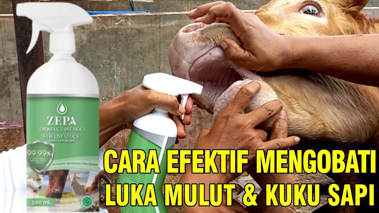 
                                 Obat-Semprot-Sapi-PMK-Ajaib-Zepa